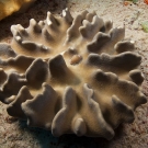 Black-spotted Egg Cowrie (Calpurnus verrucosus) on Lobophytum leather coral.