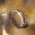 Black-spotted Egg Cowrie (Calpurnus verrucosus).