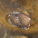 Shortly after spotting a pair of Common Egg Cowries (Ovula ovum) feeding on leather coral we continued to search other leather corals for more cowries. Soon we happened upon a pair of Black-spotted Egg Cowries (Calpurnus verrucosus) which took the opportunity of encountering each other to reproduce.