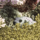 Blackspotted puffer (Arothron nigropunctatus).