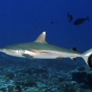 Blacktail Reef Shark (Carcharhinus wheeleri) considered by some scientists to be the same as the Grey Reef Shark (Carcharhinus amblyrhynchos) but has a white-tipped dorsal fin (among other differences).