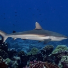 Blacktail Reef Shark (Carcharhinus wheeleri).