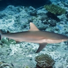 Blacktail Reef Shark (Carcharhinus wheeleri).
