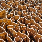 Bladelike plates of the Blue Coral (Heliopora coerulea) form a mazelike structure.