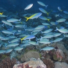 Mixed school of Blue and Yellow Fusiliers (Caesio teres) and Double-lined Fusiliers (Pterocaesio digramma).