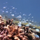 Blue-green chromis (Chriomis viridis).