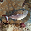 Blue-lined Triggerfish (Xanthichthys caeruleolineatus).