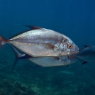 Pair of large Bluefin Trevally (Caranx melampygus) come by for a close inspection.