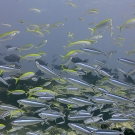 Bluestreak and yellowtop (Plectrocaesio tile and Caesio xanthonota) fusiliers gather on the reef.