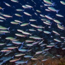 Cloud of Bluestreak Fusiler (Pterocaesio tile) swarms over the reef.