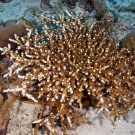 Branching Acropora sp. coral showing evidence of a lot of damage from fish bites.