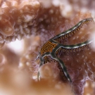 Brittle stars are often found living in corals.