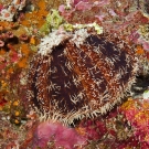 Cake Urchin (Tripneustes gratilla).