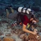 Anderson Mayfield photographing a pale branch of the Cauliflower coral, Pocillopora verrucosa, that he is about to take a small sample from for later analysis which may lead to an answer as to why this portion of the colony had lost their algal symbionts and bleached.