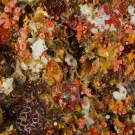 Ceiling of an overhanging ledge is a dazzling coloful display of sponges, tunicates, bryozoans and cup corals.
