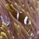 Chagos anemonefish (Amphiprion chagosensis).