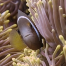 Chagos anemonefish (Amphiprion chagosensis).