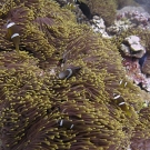 Chagos anemonefish (Amphiprion chagosensis).