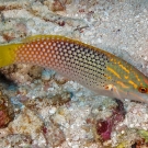 Checkerboard wrasse (Halichoeres hortulanus) eating a small crab it just pulled from the rubble.