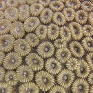 Close-up deatail of the corallites of a Favia colony.