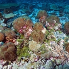 Cluster of 13 Magnificent Anemones (Heteractis magnifica) with only a single pair of anemonefish claiming the lot.