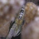 Coral snapping shrimp live inside of Pocillopora colonies for shelter, and in exchange protect the coral from predators.