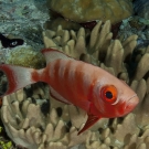 Crescent-tail Bigeye (Priacanthus hamrur).