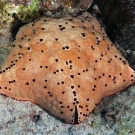 Cushion Sea Star (Culcita sp.)