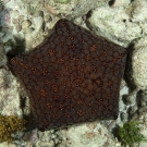 Cushion Stars (Culcita sp.) with an interesting tesselated and spotted pattern.
