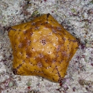 Cushion Stars (Culcita sp.) are very common on the reef flat.