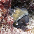 Day octopus (Octopus cyanea).