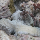 Day octopus (Octopus cyanea).