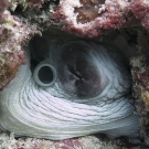 Day octopus (Octopus cyanea).