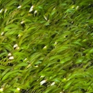 Dense beds of seagrass were seen on several dives around Egmont Islands.