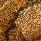 Detail of organgish pink gorginian sea fan showing tiny orange polyps scattered along the network of branches.