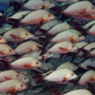 Detail of the school of Humpback Snapper (Lutjanus gibbus).