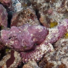 Devil Scorpionfish (Scorpaenopsis diabolus) blends in amazingly well with the pink Crustose Coraline Algae.