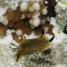 Dorid nudibranch.