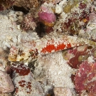 Dragonet (Synchiropus sp.)