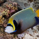 Emperor Angelfish (Pomacanthus imperator).