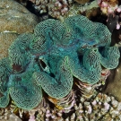 Fluted Giant Clam (Tridacna squammosa) with electric blue striped mantle.