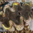 Fluted Giant Clam (Tridacna squammosa) with spotted mantle.