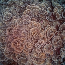 Foliose plates of Echinopora coral form a spiraled pattern when viewed from above.