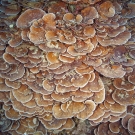 Foliose plates of Echinopora plate coral cascade down the reef slope.