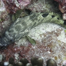 Foursaddle grouper (Epinephelus spilotoceps).