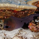 Giant Moray (Gymnothorax javanicus) is not shy about having its photo taken.