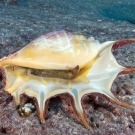 Giant Spider Conch (Lambis truncata) stares out from within its shell.
