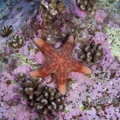 Granular Sea Star (Choriaster granulatus).