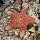 Granular Sea Star (Choriaster granulatus).