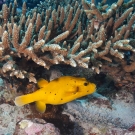 Guineafowl Puffer (Arothron meleagris) solid yellow form.